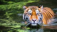 Was sind die Vorteile von Rosenwasser für den Körper Die Vorteile von Rosenwasser