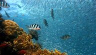 Die Vorteile von Brassenfischen Die Vorteile von Rosenwasser für die Lippen