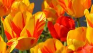 Die Vorteile von Orangen- und Karottensaft für die Haut Was sind die Vorteile von Orangen