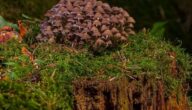 Die Vorteile von Shiitake-Pilzen Nagelpilz