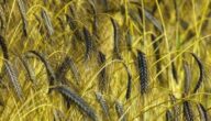 Die Vorteile von Weizenkeimen für die Haut Wie man Weizen anbaut