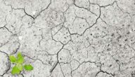 Was ist der Schaden von Tee Wann werden die Pylori verändert