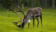 Was ist die Währung des Staates Finnland Was ist die Währung des Staates Finnland