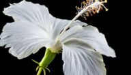 Was sind die Vorteile und Nachteile von Hibiskus Die Vorteile von Hibiskussamen