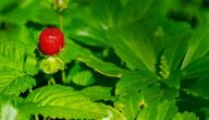 Arten von Sommerfrüchten Die Vorteile von Erdbeeren für die Diät