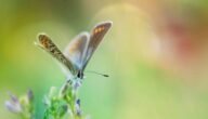 Die Bedeutung des Herzens Die Bedeutung des Herzens
