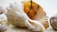Die Vorteile von Muscheln Mittel der Datenerhebung