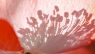 Die Vorteile von Pollen mit Honig Die Vorteile von Pollen mit Honig