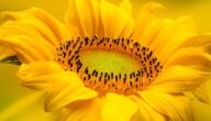 Ursachen der Gelbfärbung des Gesichts Was ist die Verwendung von Sonnenblumenkernen