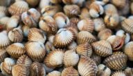 Ursachen der Psoriasis Psoriasis-ähnliche Erkrankungen