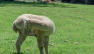 Ursachen für Juckreiz am Körper und Rötung Ursachen für Juckreiz am Körper und Rötung