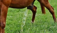 Ursachen für häufiges Wasserlassen bei Kindern Was ist eine Urintransplantationsanalyse