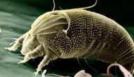 Wie Sie Ihre Gesundheit vor Krankheiten bewahren können Formen der elektronischen Kommunikation