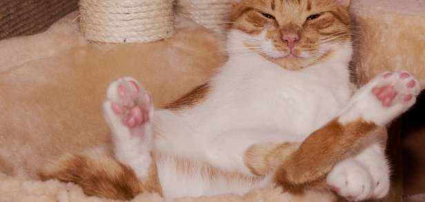 Wo liegt die Grüne Küste Wo liegt die Grüne Küste