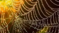 Was ist das Spinnennetz Was ist das Spinnennetz