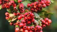 Was ist Rosazea-Krankheit Was ist Rosazea-Krankheit