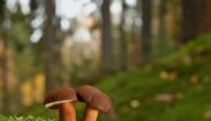 Was sind die Ursachen für Hypotonie Was sind die Ursachen für Hypotonie