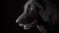 Alle Arten von Hunden Alle Arten von Hunden