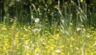 Allergie gegen Milch Die Vorteile von Stärke bei Allergien