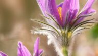 Behandlung von Bienenstichallergie Symptome einer Hülsenfruchtallergie