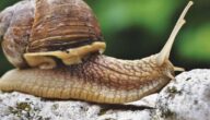 Das Problem des langsamen Internets lösen Das Problem des langsamen Internets lösen