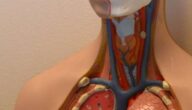 Das Rezept für die Darmbehandlung Das Rezept für die Darmbehandlung