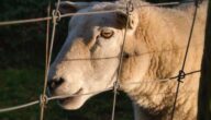Definition der Bevölkerungsdichte Das Gebiet von Tunesien und seine Bevölkerung