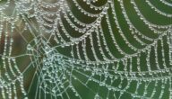 Der Grund, warum das Internet das Spinnennetz genannt wird Der Grund, warum das Internet das Spinnennetz genannt wird