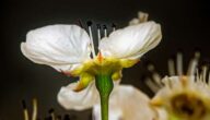 Der Unterschied zwischen weißer Kleie und Vitiligo Der Unterschied zwischen weißer Kleie und Vitiligo