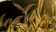Die Auswirkungen von Agrarabfällen auf die Umwelt Die Auswirkungen von Agrarabfällen auf die Umwelt