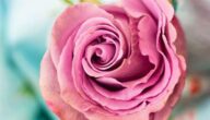 Die Vorteile der lieben Liebe Was ist der Unterschied zwischen Rosenwasser und Blütenwasser