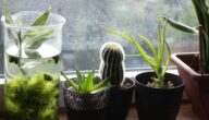 Die Vorteile des Aloe-Baumes Die Vorteile des Aloe-Baumes