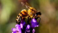 Die Vorteile eines Bienenstichs Die Vorteile eines Bienenstichs