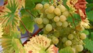 Die Vorteile von gekochten Weinblättern Was ist ein Cytosol