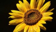 Die Vorteile von Sonnenblumenkernen für das Haar Die Vorteile von Sonnenblumenkernen für das Haar