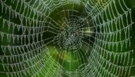 Ein Artikel über soziale Netzwerke Ein Artikel über soziale Netzwerke