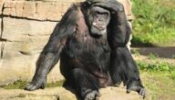 Getränke gegen Kopfschmerzen Getränke gegen Kopfschmerzen
