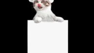 Informationen zum Snapchat-Programm Informationen zum Snapchat-Programm