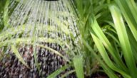 Methoden zur Bewässerung von Pflanzen Die Vorteile von Gießwasser für die Haare