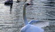 Muskeln schnell aufblasen Muskeln schnell aufblasen