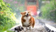 Namen von Hunden Welttag des Buches