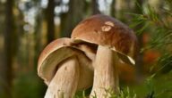 Perikarditis Perikarditis