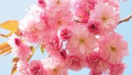 Pflanzen, die positive Energie steigern Wie man eine Rose pflanzt
