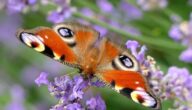 Phasen des Schmetterlingslebens Wo leben Schmetterlinge