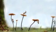 Pilze im Magen Pilze im Magen