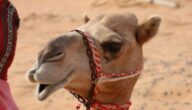 Strafe für verbalen Missbrauch in Saudi-Arabien Strafe für verbalen Missbrauch in Saudi-Arabien