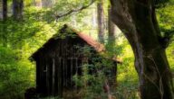 Symptome eines Blutvorfalls Symptome eines Blutvorfalls