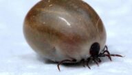 Ursachen für schwere trockene Haut Ursachen für schwere trockene Haut
