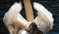 Verursacht Gas Rückenschmerzen Verursacht Gas Rückenschmerzen