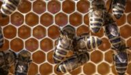 Verwendung von Bienenwachs Verwendung von Bienenwachs